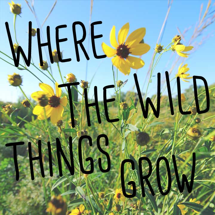 Where the Wild Things Grow -The Out Our Front Door Organization